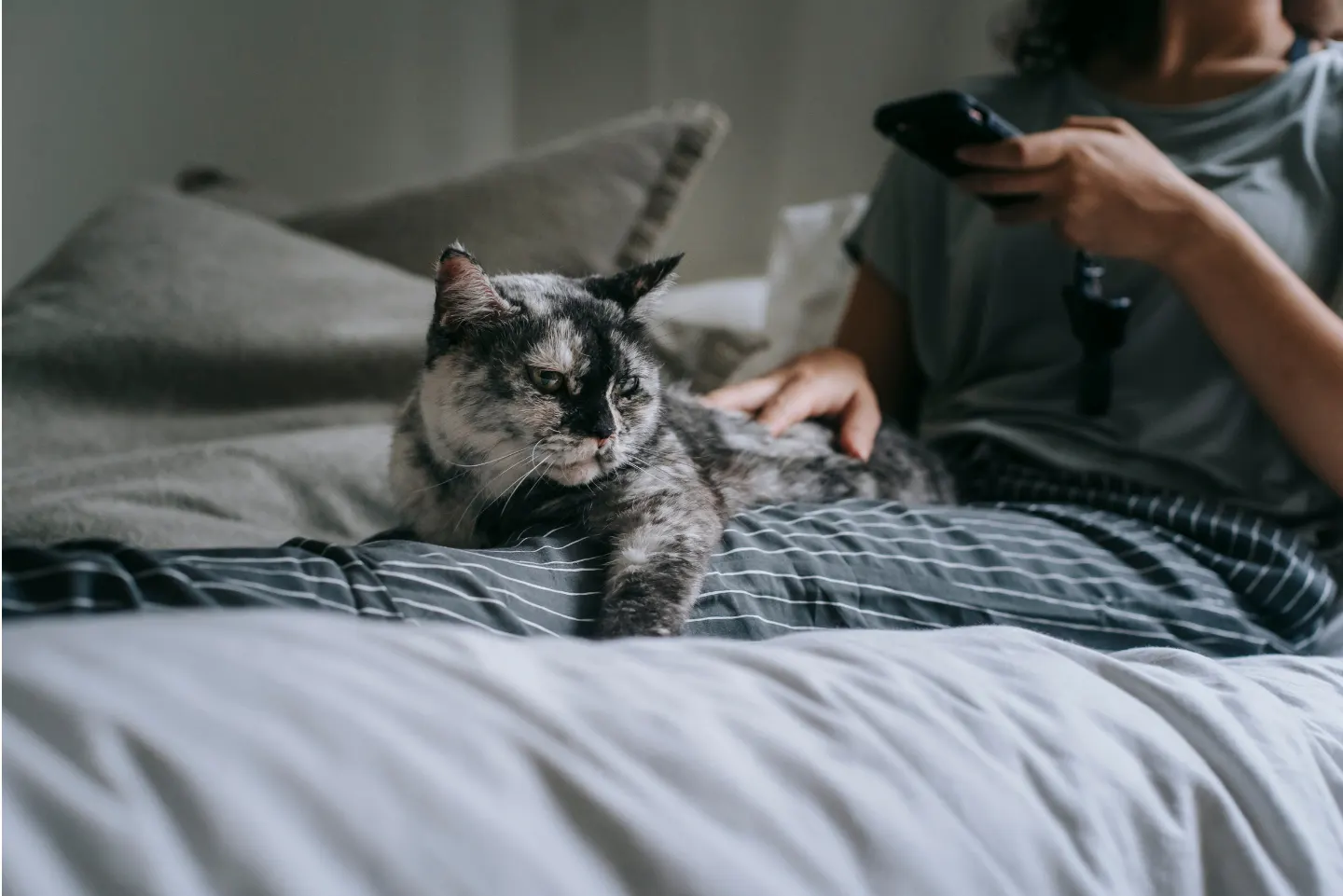 Grey and white cat lounging comfortably on a bed next to its owner, enjoying a cool, air-conditioned room during warm weather.