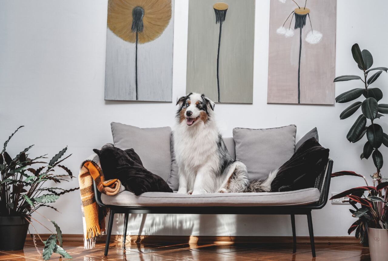 Cooling Your Home When You Have Pets: What Vets & HVAC Pros Recommend